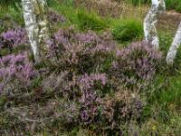 Blühende Besenheide vor Moorbirken